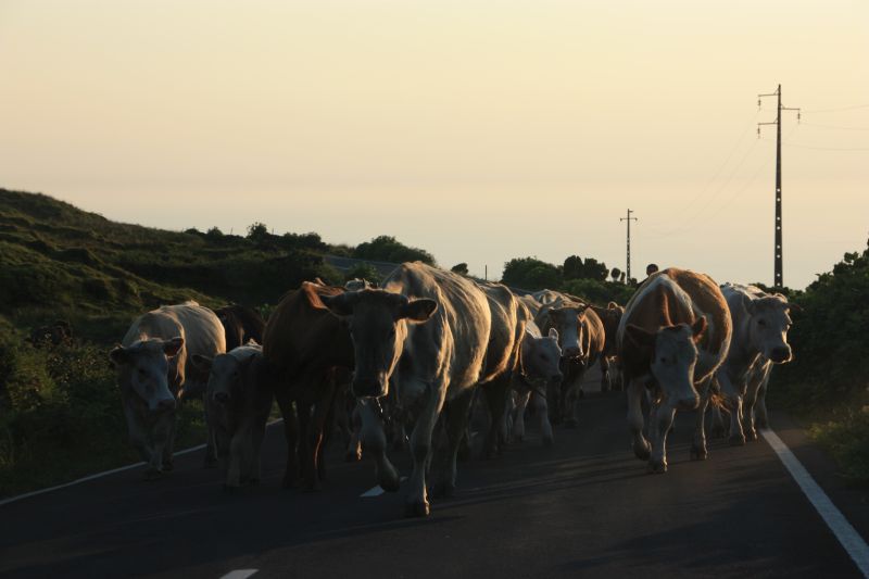 18-5 koeien op de weg