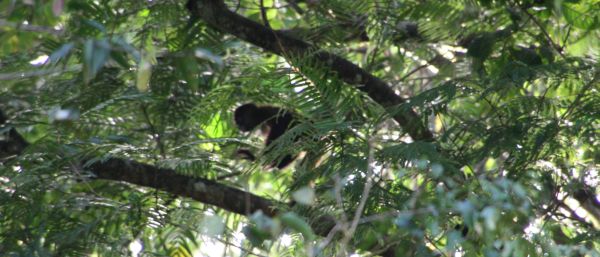 spidermonkey