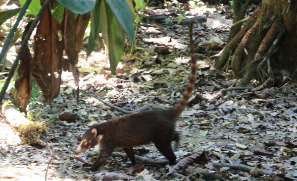 coati
