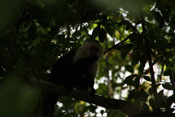 monkeyy