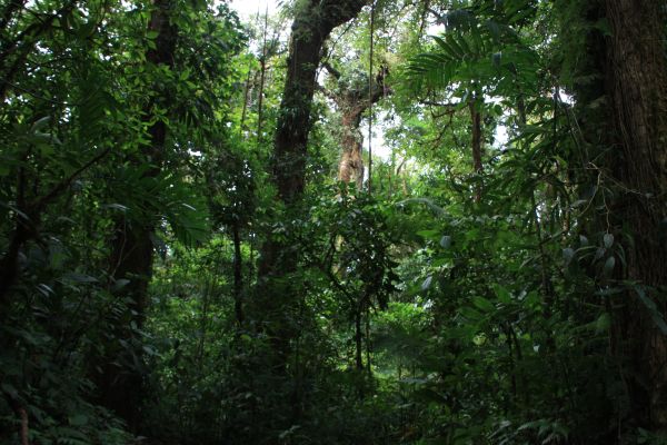 monteverde1