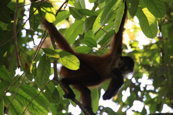 spidermonkey corcovado