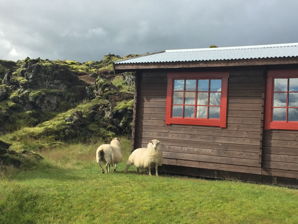 28-8 schapen huisje