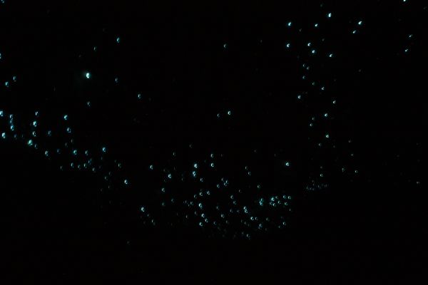 glowworms