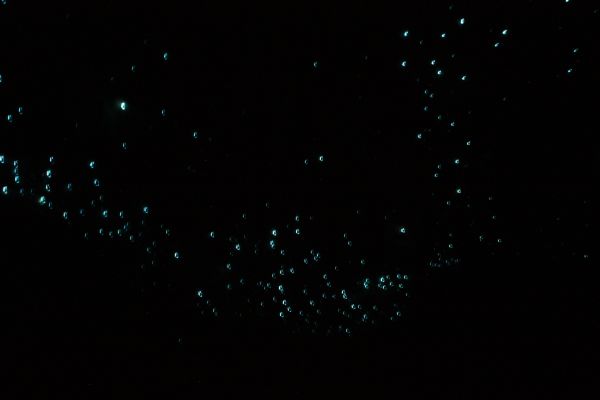 glowworms