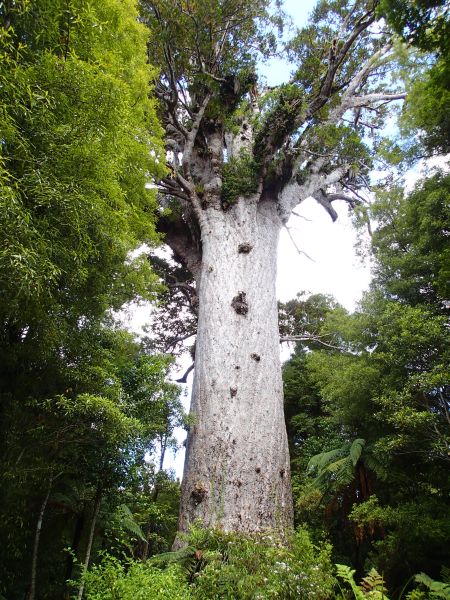 KAURI