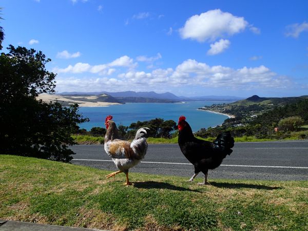 toktok near road