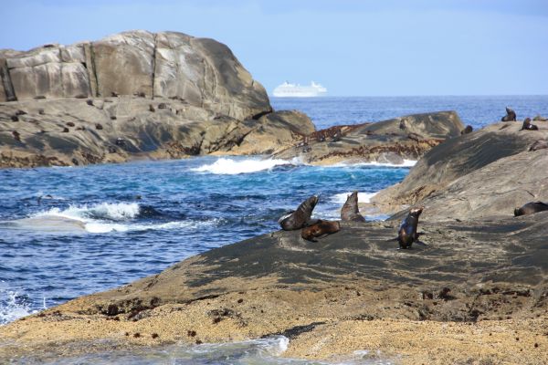 seals