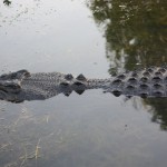 australie thumb10